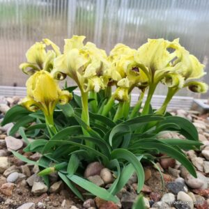 Iris suaveolens (clone 2)