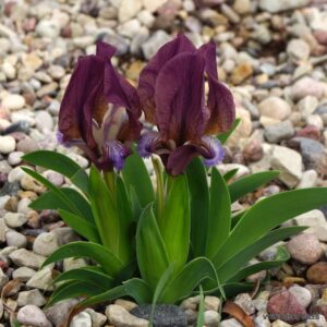 Iris suaveolens (clone 5)