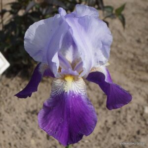 Iris varbossiana