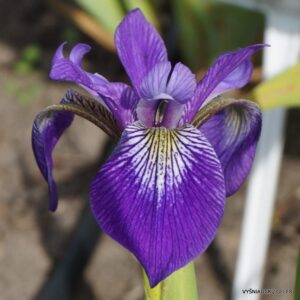 Iris versicolor ‘Algonquin’