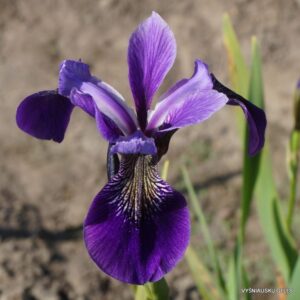 Iris versicolor ‘Rowden Concerto’