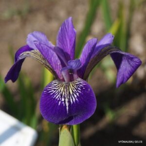 Iris versicolor ‘Rowden Nocturne’