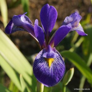 Iris virginica ‘Pond Crown Point’