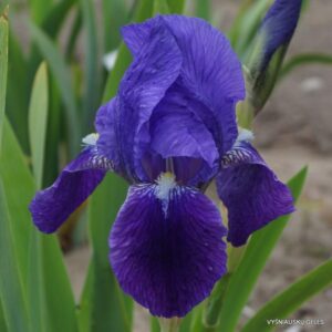 Iris × florentina ‘Coerulea‘