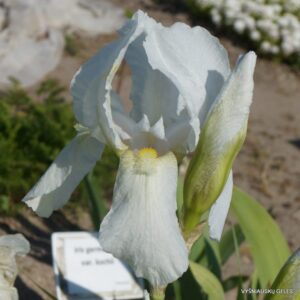 Iris × germanica var. alba