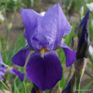 Iris × macrantha