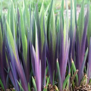 Iris × robusta ‘Dark Aura’