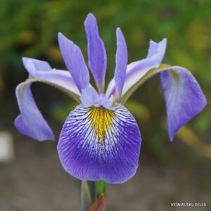 Iris × robusta ‘Gerald Darby’