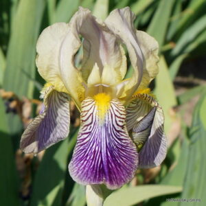 Iris × squalens (clone 2)