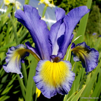 Magic In The Moonlight