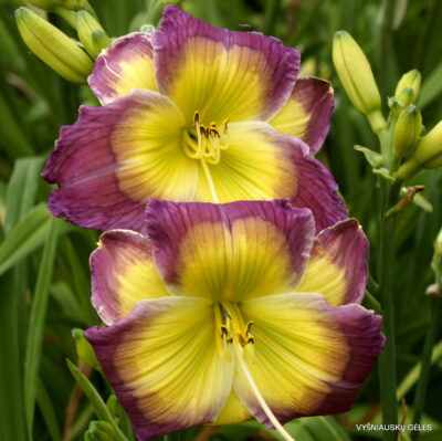 Mysterious Melody (2)