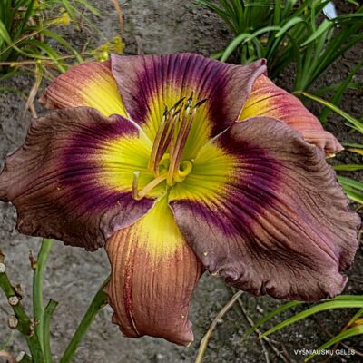 Purple Fog Purple Fog