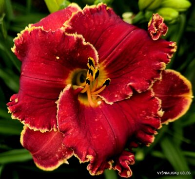 Red Satin With Lace (2) Red Satin With Lace (2)