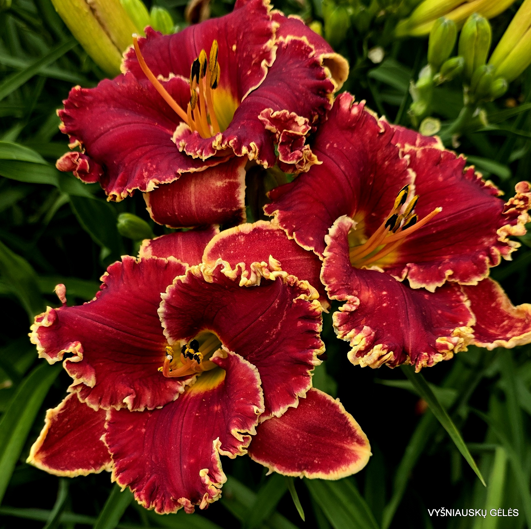 Red Satin With Lace (3)