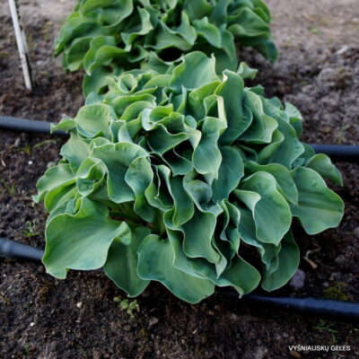 Ruffled Mouse Ears (2)