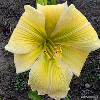 Spring Symphony Spring Symphony