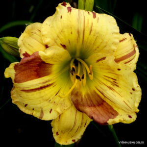 Sunny with a Chance of Wine