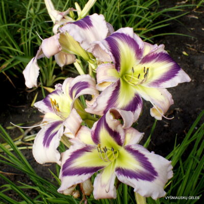 The Light of Purple Eyes (2) The Light of Purple Eyes (2)