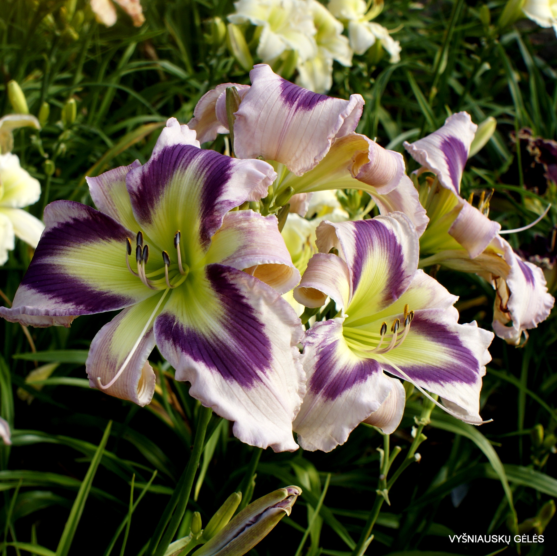 The Light of Purple Eyes (3)