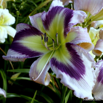 The Light of Purple Eyes The Light of Purple Eyes