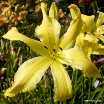 viendienė Boitzer Citrus King