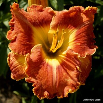 viendienė Boitzer Ruffled Sunset