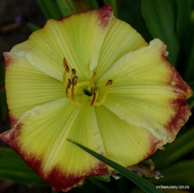 viendienė Our New Kermitment