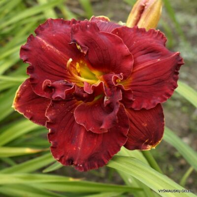 viendienė Ruby Corsage