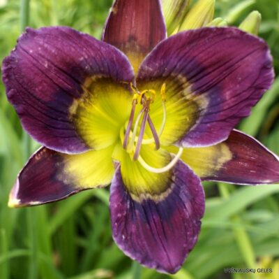 viendienė ‘Dark Eyes Butterflies’