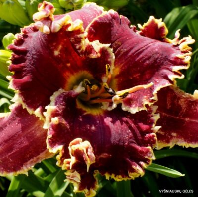 viendienė ‘Red Satin With Lace’