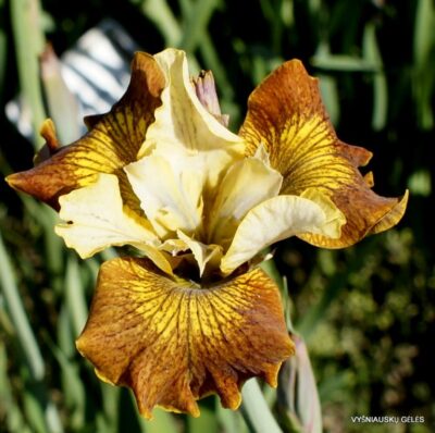 vilkdalgis Honeycomb Rock