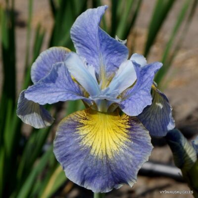 vilkdalgis Shoot the Breeze (2)