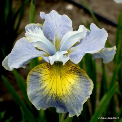 vilkdalgis Shoot the Breeze