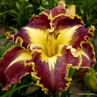 ‘Angel’s Soft Smile (2) ‘Angel’s Soft Smile (2)