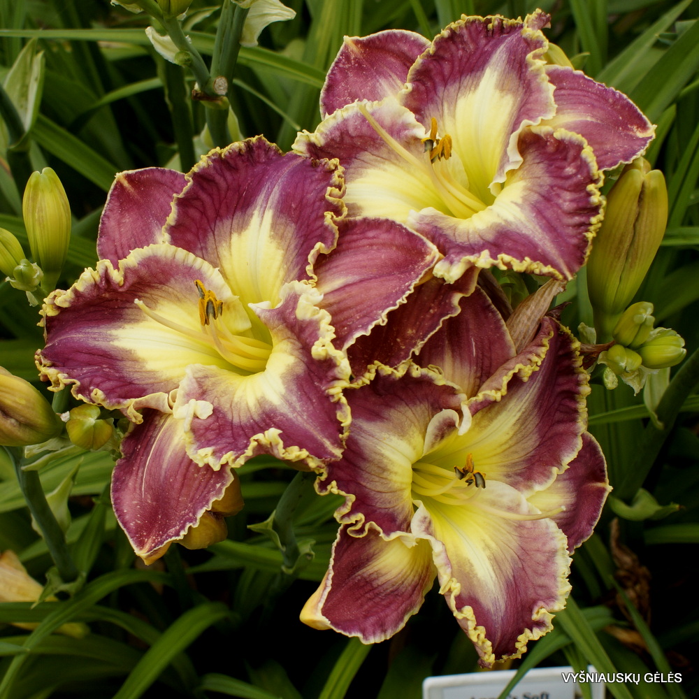 ‘Angel’s Soft Smile (3)