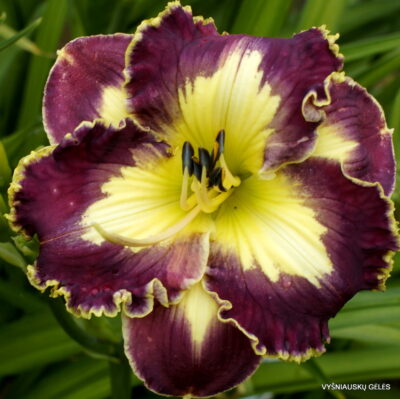 ‘Angel’s Soft Smile ‘Angel’s Soft Smile