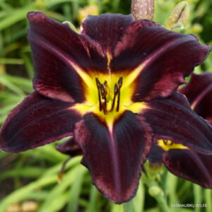 ‘Black Chameleon’ ‘Black Chameleon’