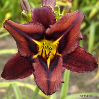 ‘Black Chameleon’ (2) ‘Black Chameleon’ (2)