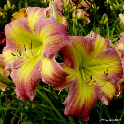 ‘Pastel Rainbow’