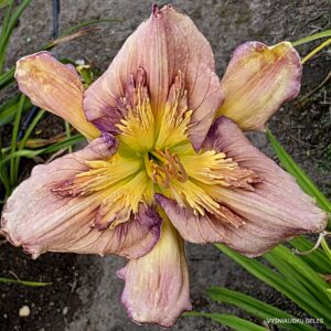 ‘Sculpted in Vermont’