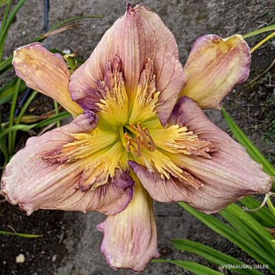 ‘Sculpted in Vermont’