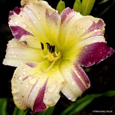 ‘Whiskey Glasses’