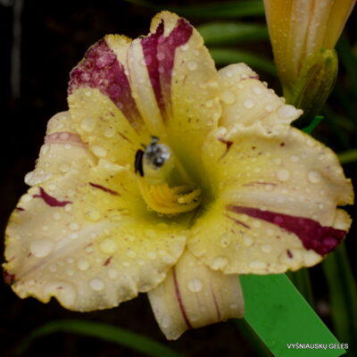 ‘Whiskey Glasses’ (2)