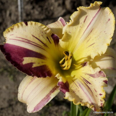 ‘Whiskey Glasses’ (3)