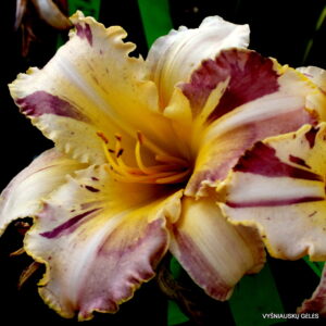 ‘Whiskey Glasses’