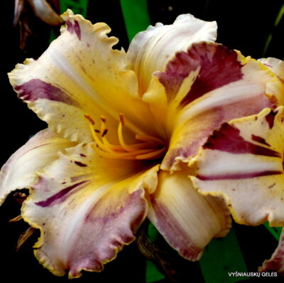 ‘Whiskey Glasses’