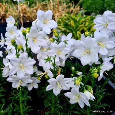 Campanula nitida 'Alba'