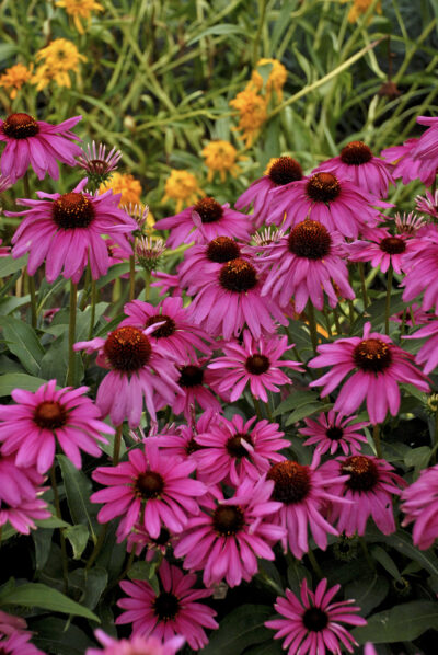 Echinacea 'Purple Emperor'