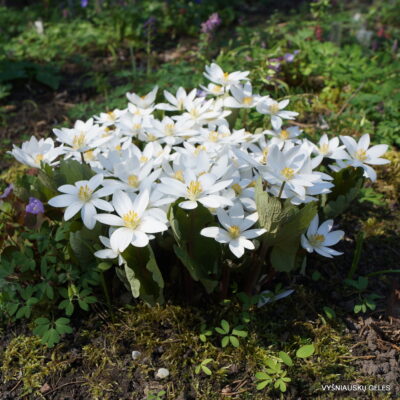 Sanguinaria canadensis (2)
