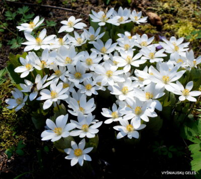 Sanguinaria canadensis